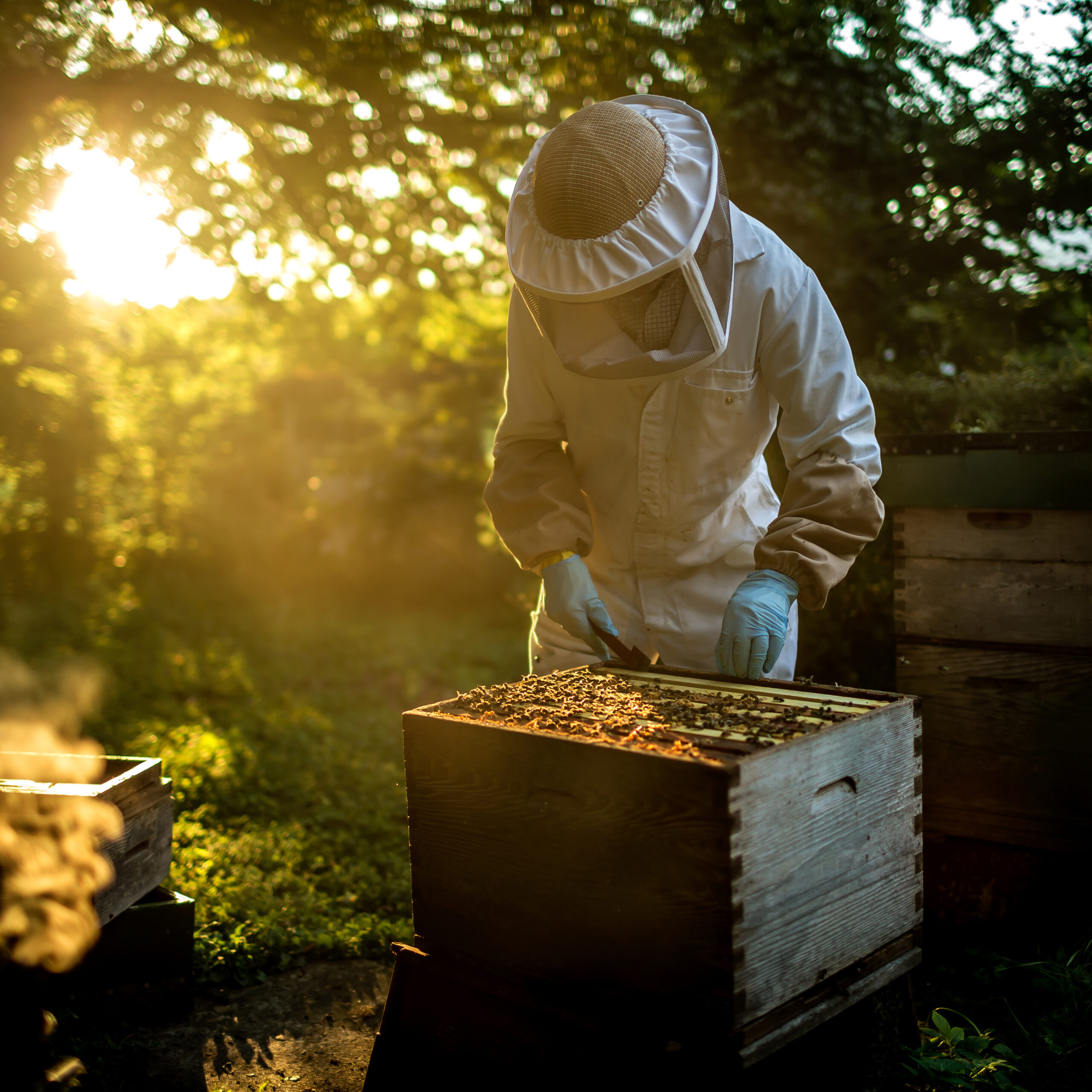 beekeeper working with beehive